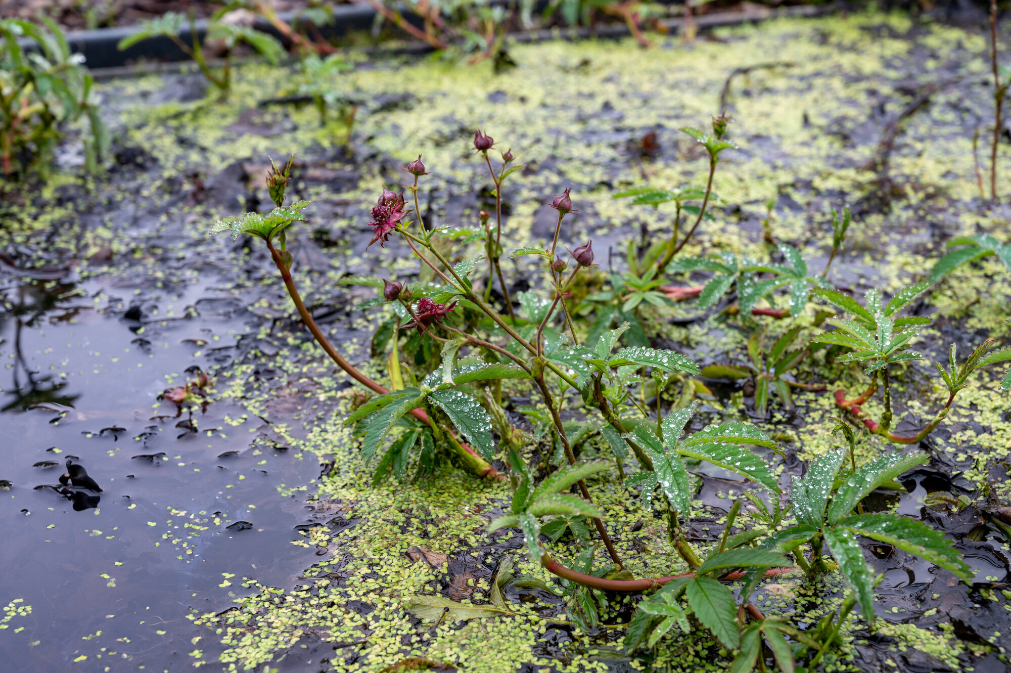 Blutauge_-_Moor.jpg Blutauge_-_Moor.jpg