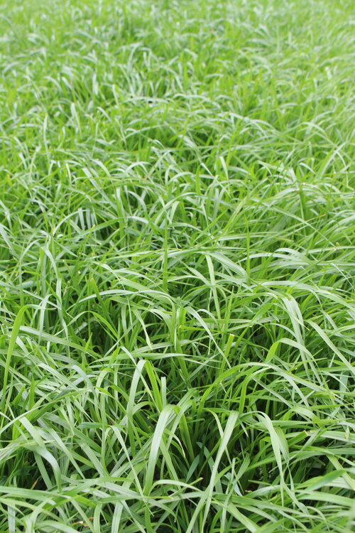 Lolium_multiflorum_ssp._italicum_ORYTTUS.JPG