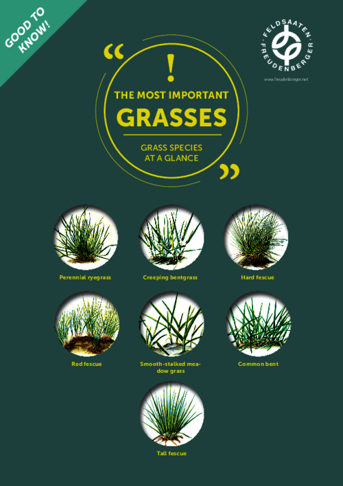 Article_The_most_important_Grasses.pdf