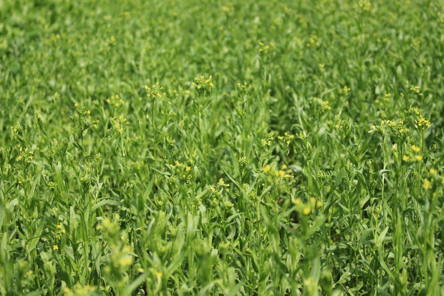Camelina_sativa.jpg