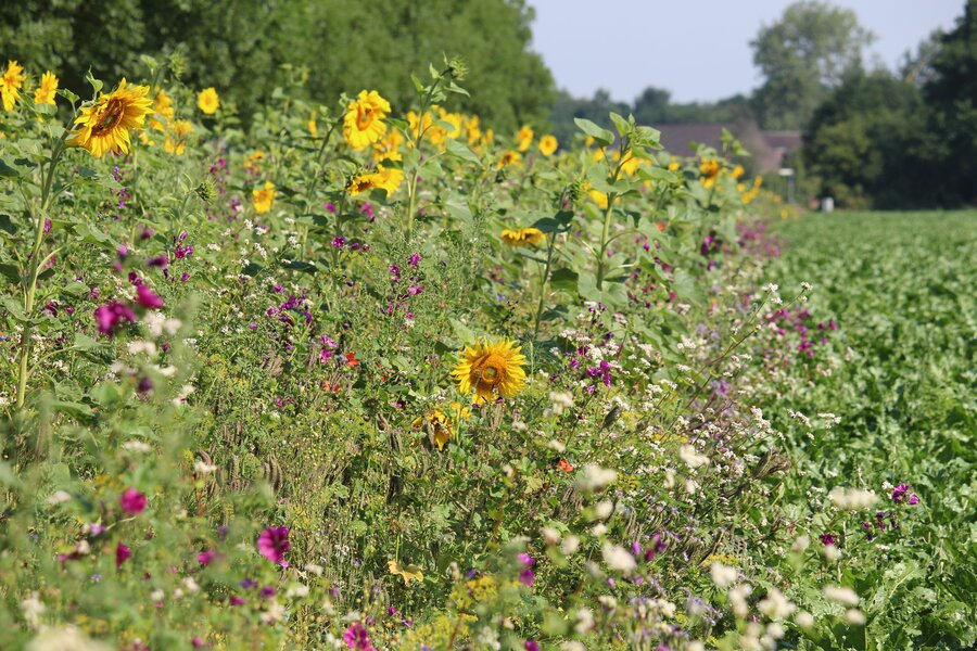 Veitshoechheimer_Bienenweide.jpg