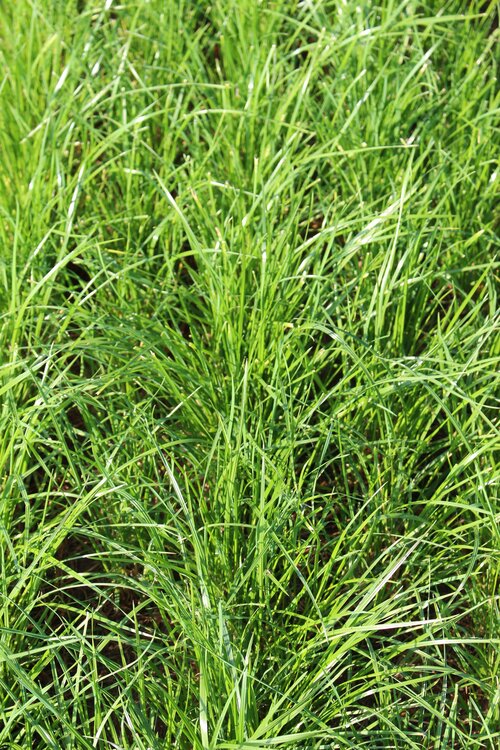 Lolium_perenne_MELPAULA.jpg