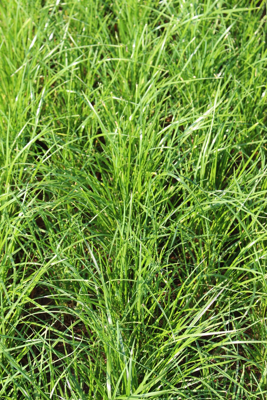 Lolium_perenne_MELPAULA.jpg