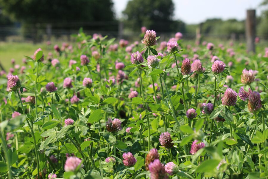 Trifolium_pratense_BLIZARD.jpg