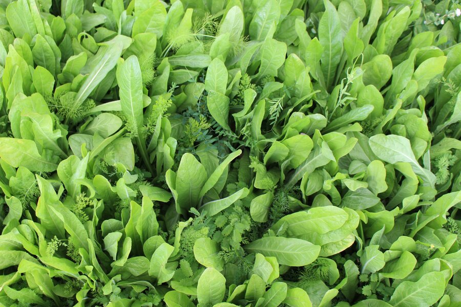 ProGreen_PF_80.jpg