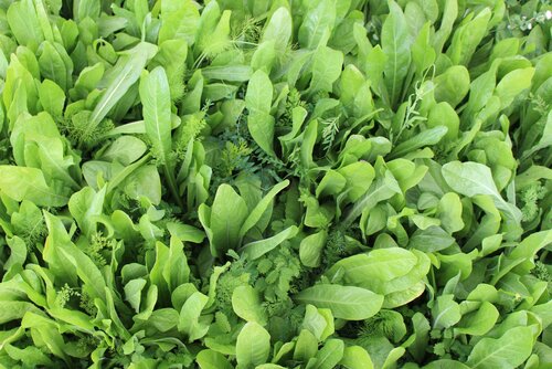 ProGreen_PF_80.jpg