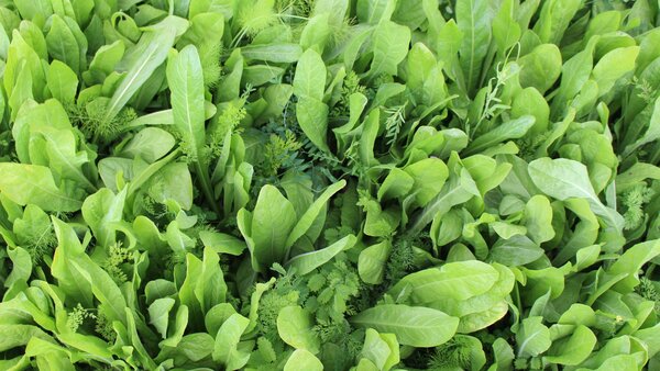 ProGreen_PF_80.jpg