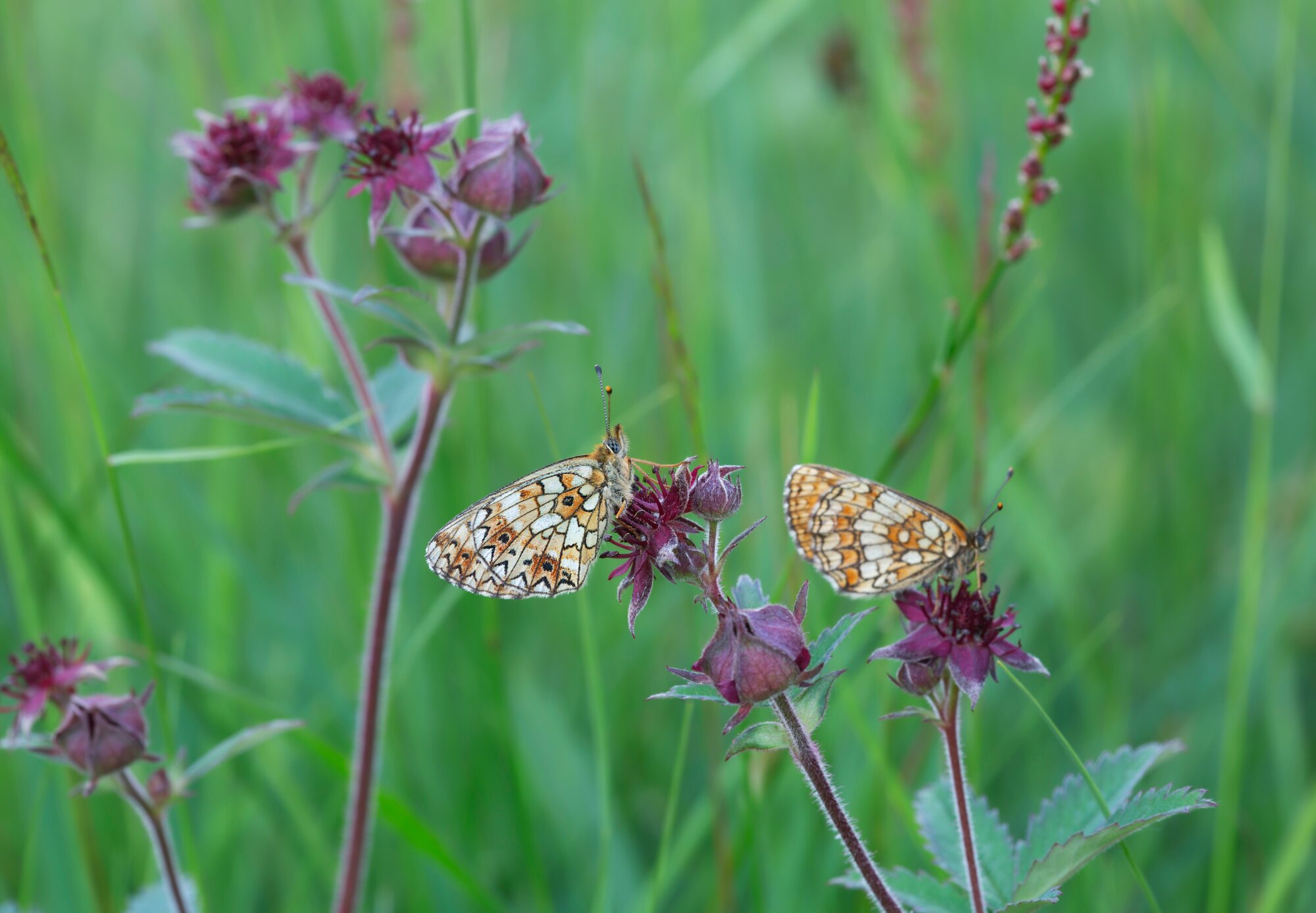 Blutauge_-_Fauna.jpg Blutauge_-_Fauna.jpg