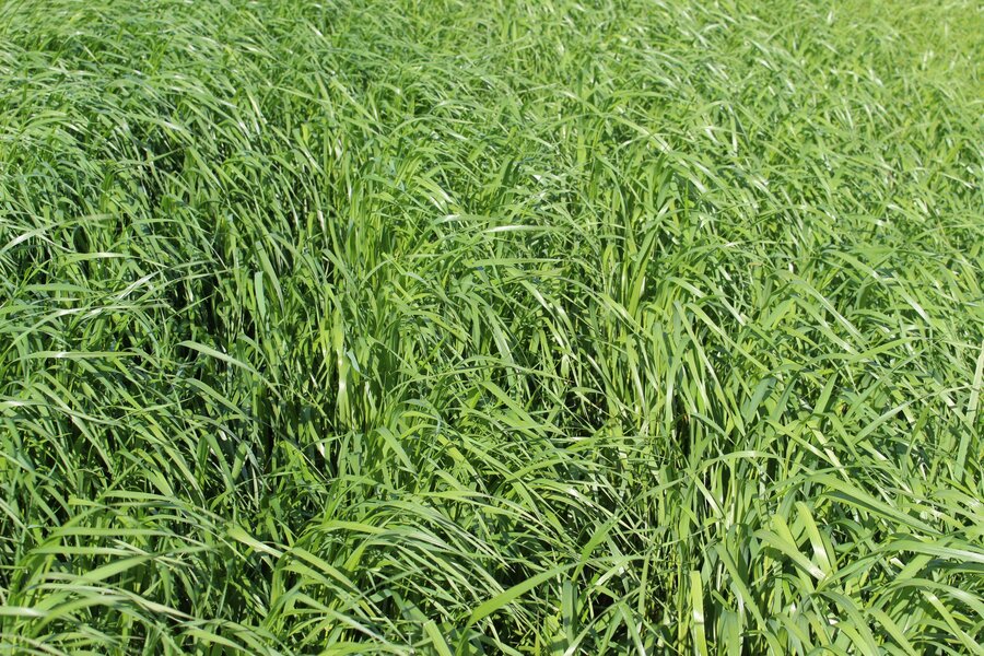 Lolium_multiflorum_ssp._italicum_MELDUO.jpg