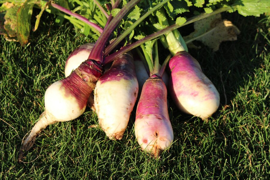 Brassica_rapa_var._rapa_SAMSON.jpg