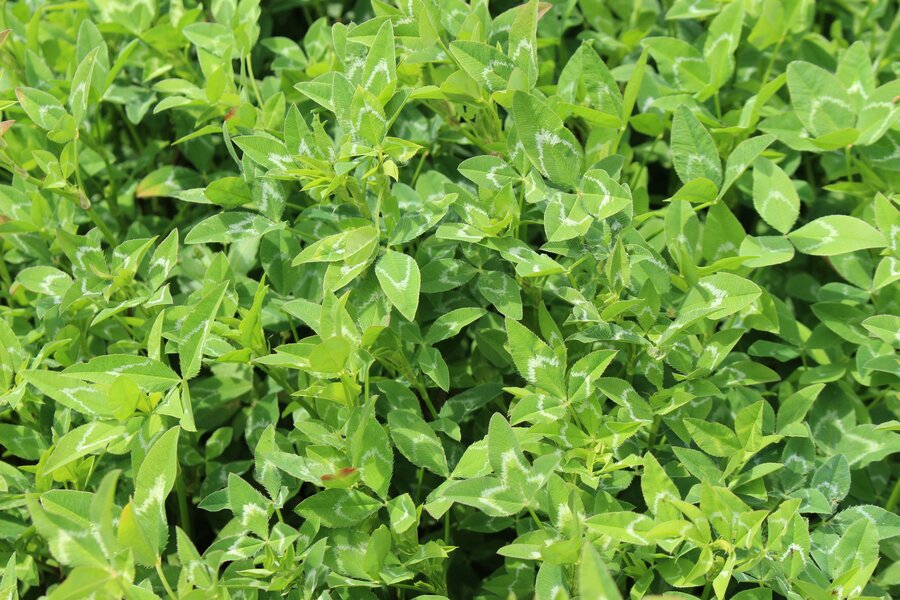 Pfeilblaettriger_Klee_Trifolium_vesiculosum.jpg