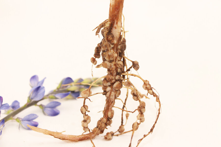Rhizobien_Lupine_blau.jpg