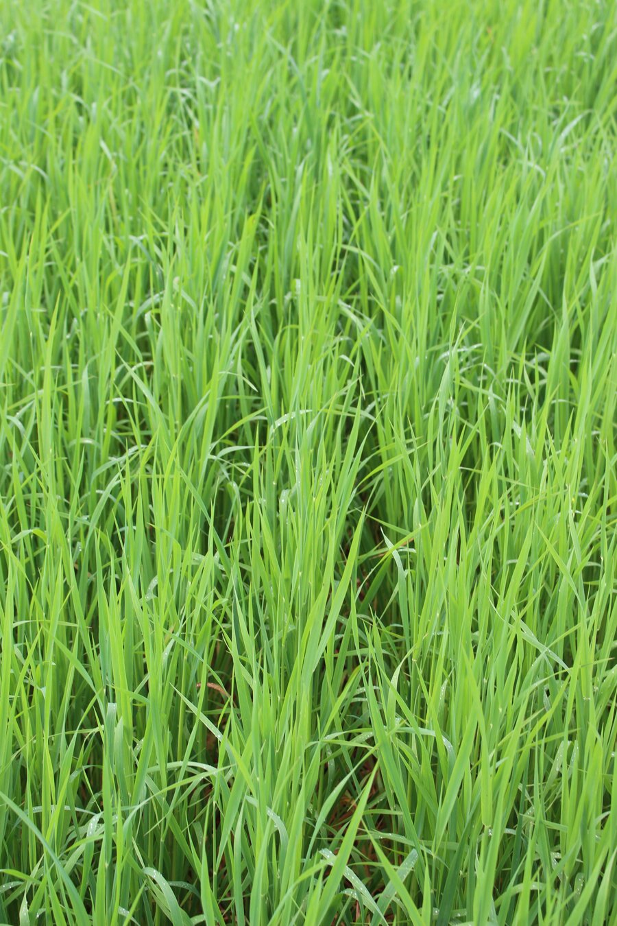 Avena_strigosa_2.jpg