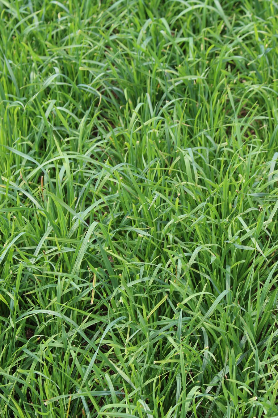 Dactylis_glomerata_TREPOSNO.jpg