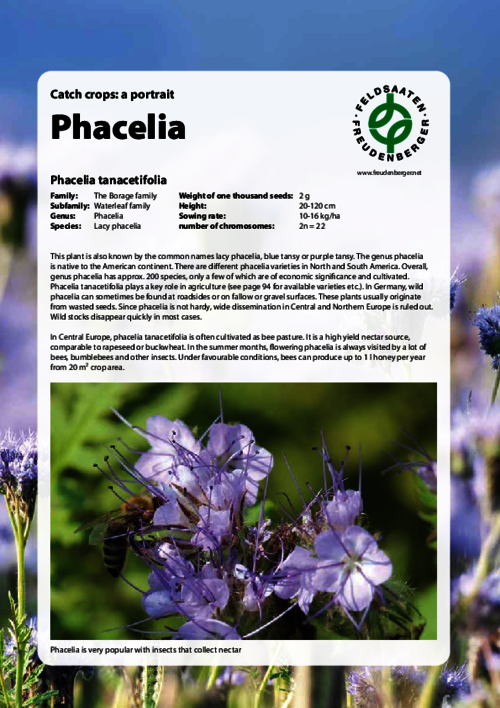 Articles_Species_in_focus_Phacelia.pdf