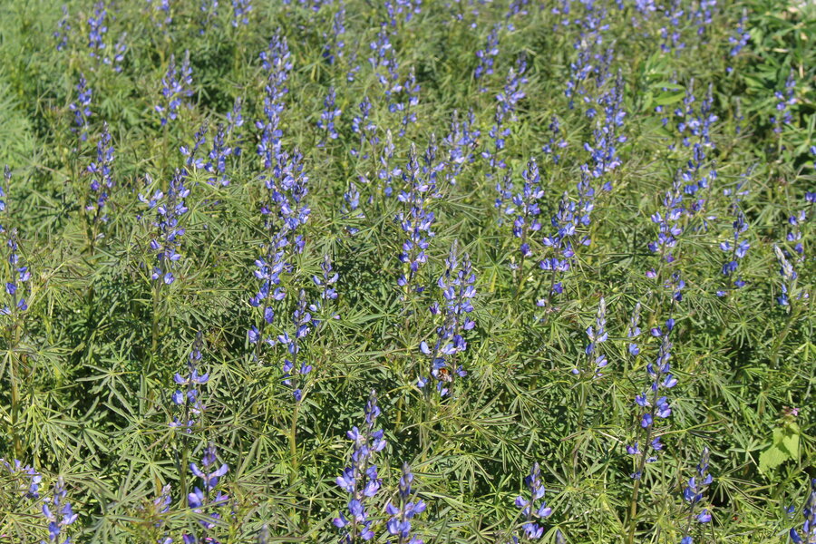 Blaue_Suesslupine.jpg