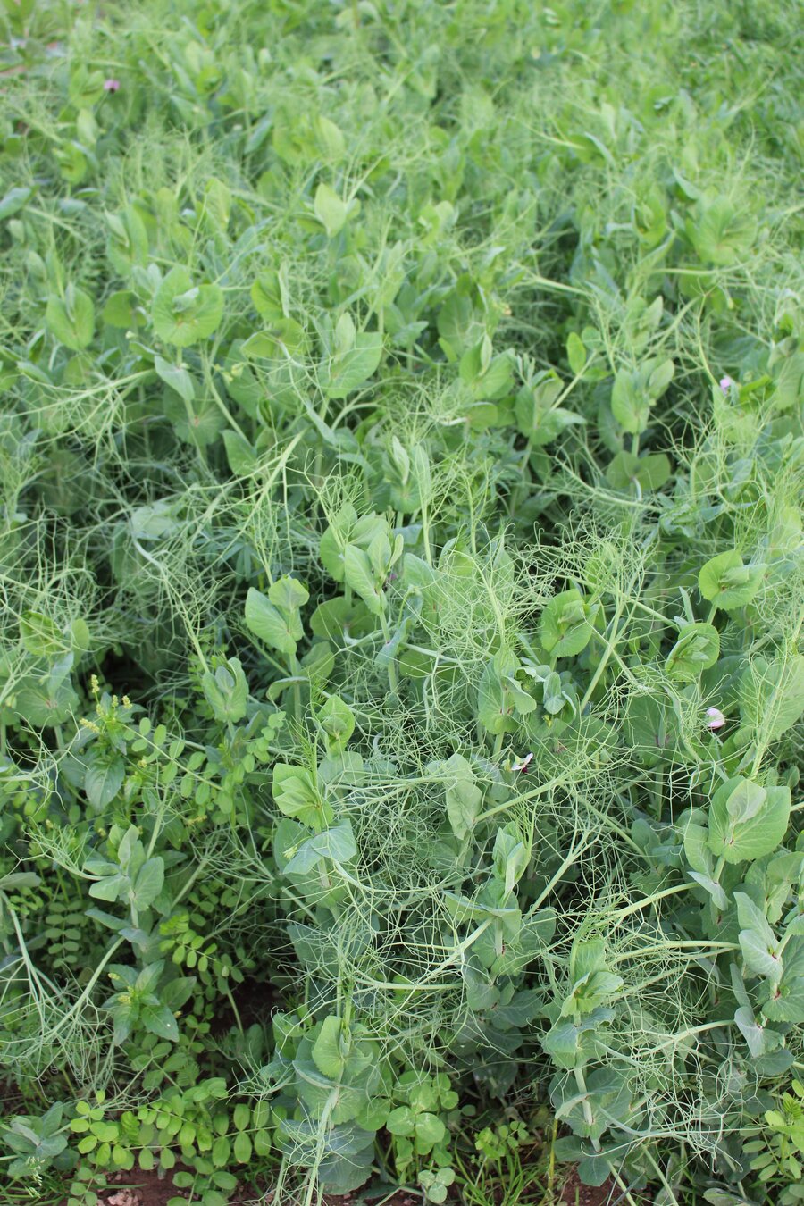 ProGreen_FU_5_2.jpg