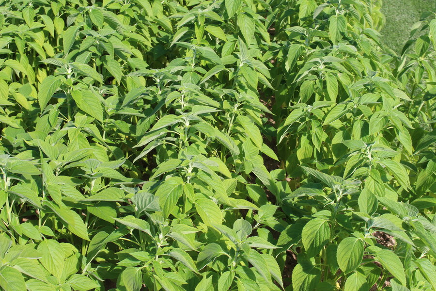 Chia_Salvia_hispanica.JPG