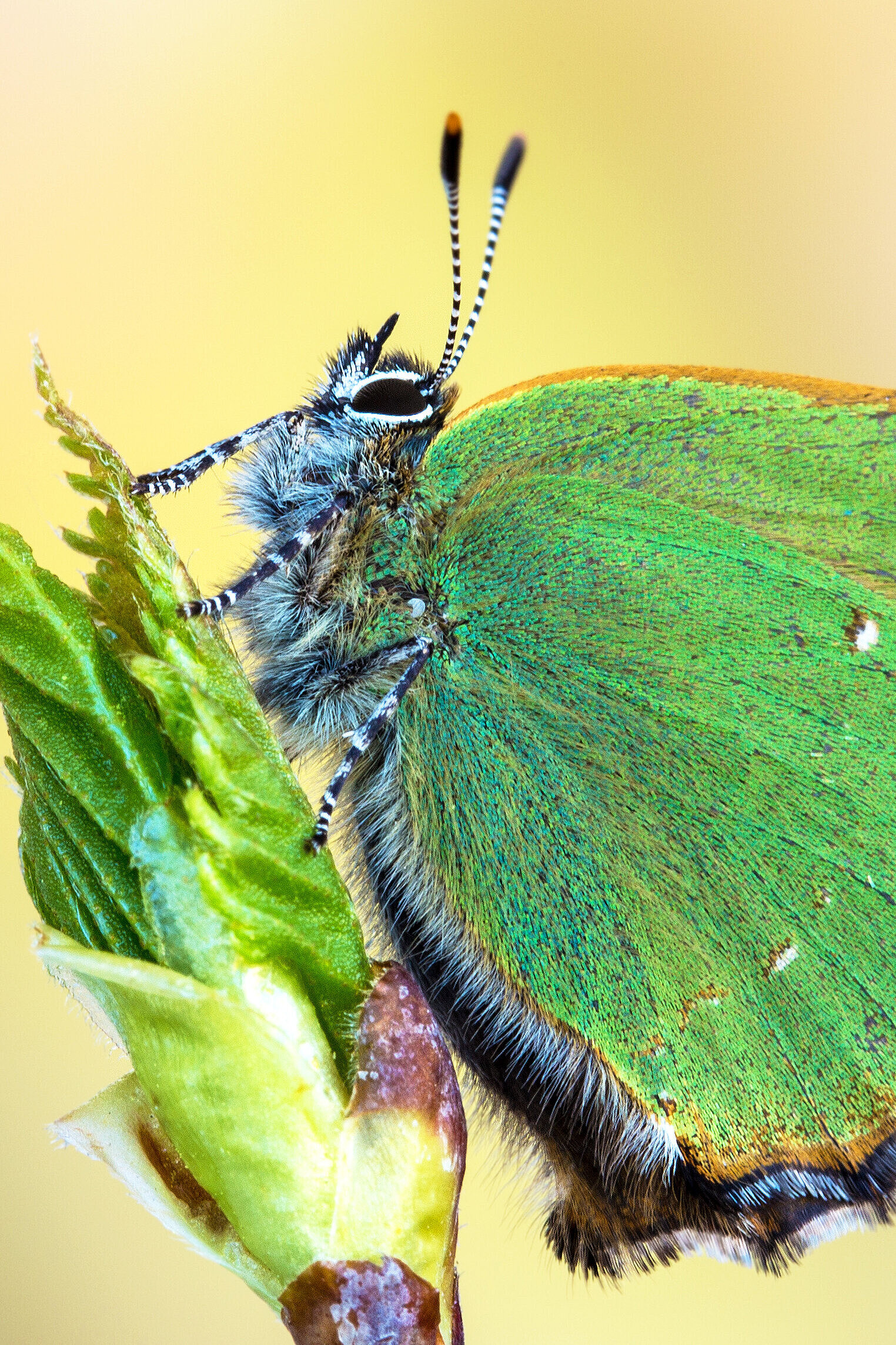 Gruener_Zipfelfalter_shutterstock_1245037402.jpg