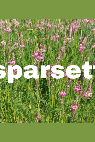 News_Header_RhizoFix_RF-55_ESPARSETTE.png