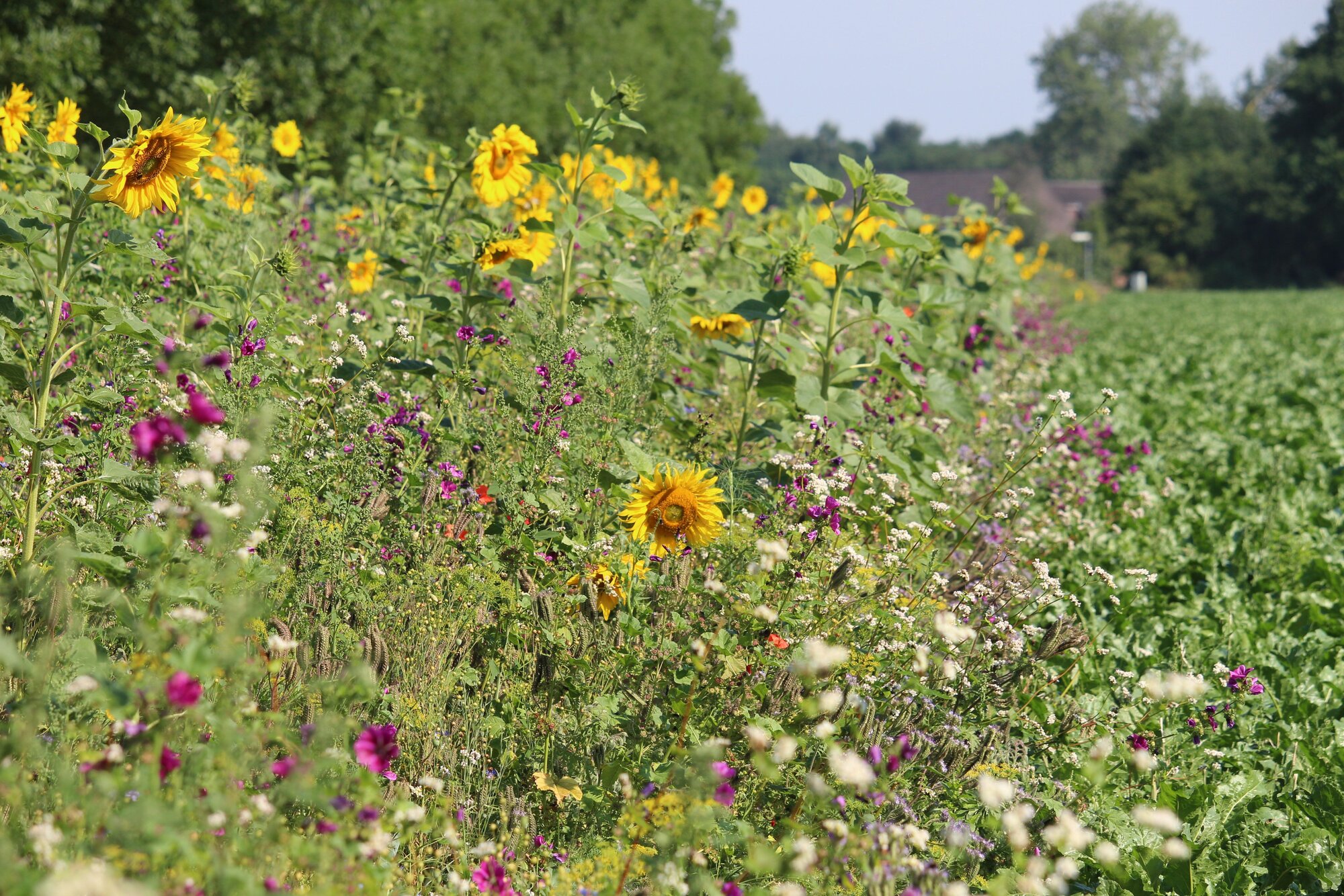 Veitshoechheimer_Bienenweide__225_.jpg