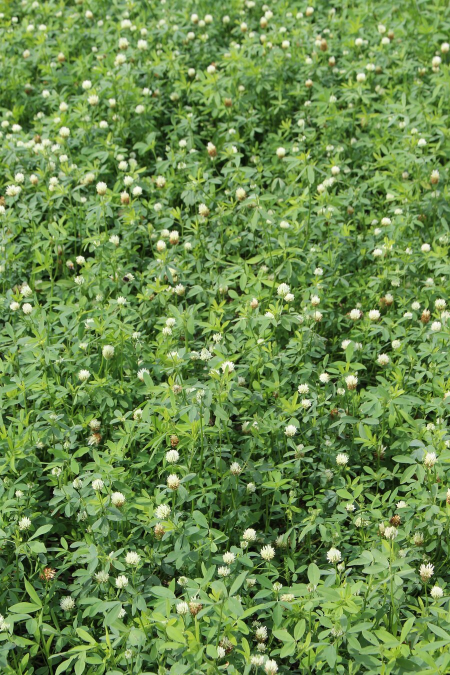 Trifolium_alexandrinum_WINNER.jpg