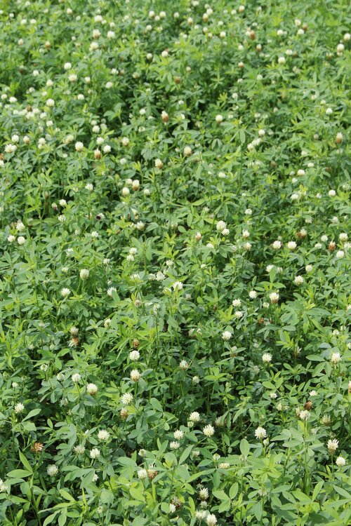 Trifolium_alexandrinum_WINNER.jpg