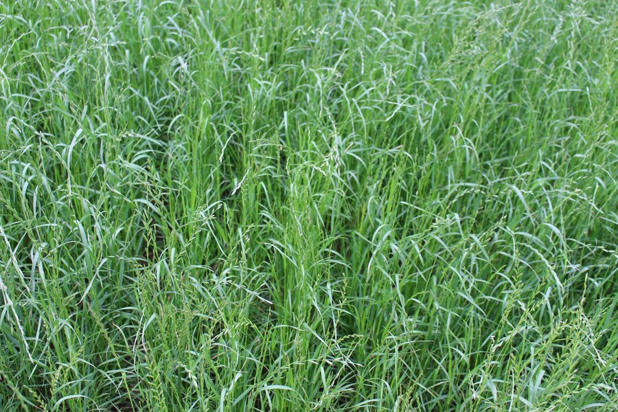 Lolium_multiflorum_ssp._westerwoldicum_MENDOZA.jpg