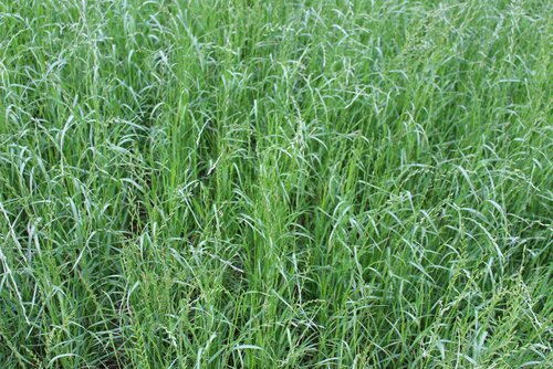 Lolium_multiflorum_ssp._westerwoldicum_MENDOZA.jpg