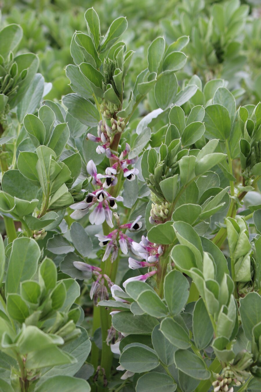 Vicia_faba.jpg