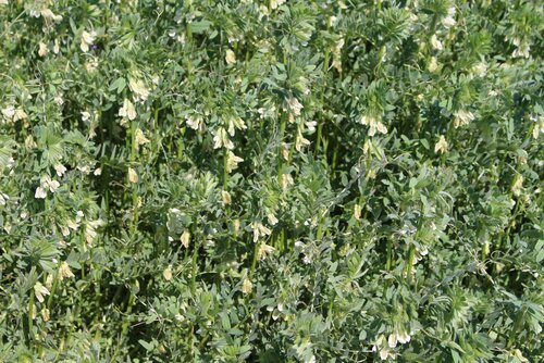 Vicia_pannonica.jpg