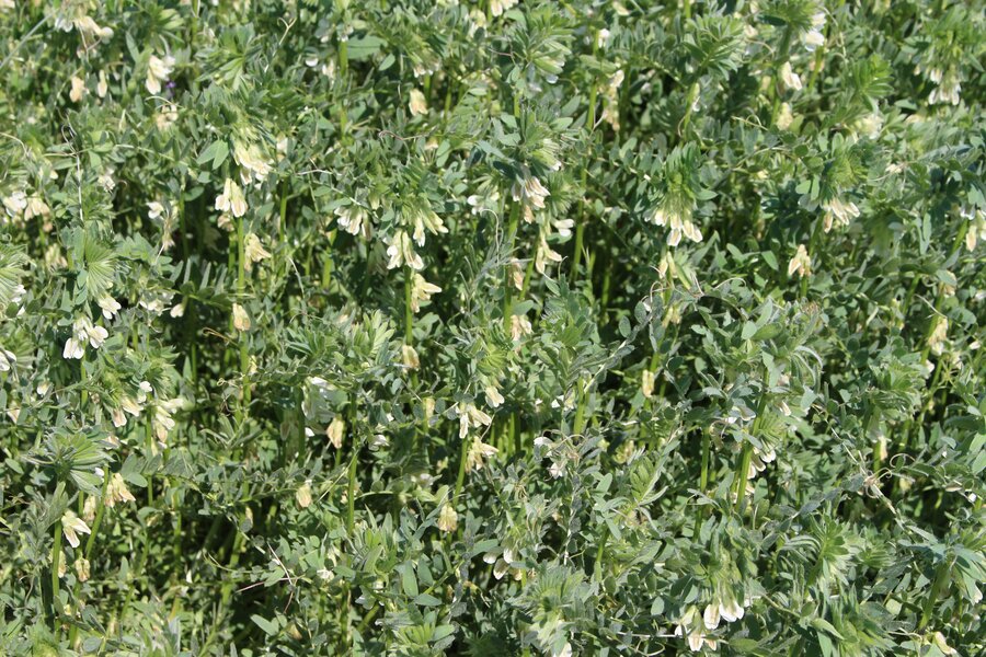 Vicia_pannonica.jpg