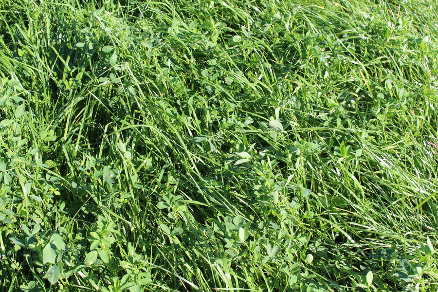 ProGreen_10.JPG