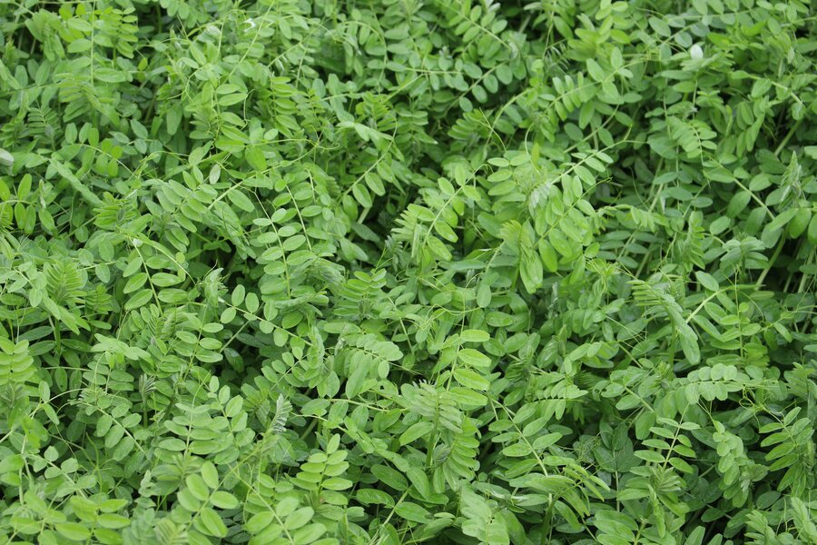 Vicia_sativa.jpg