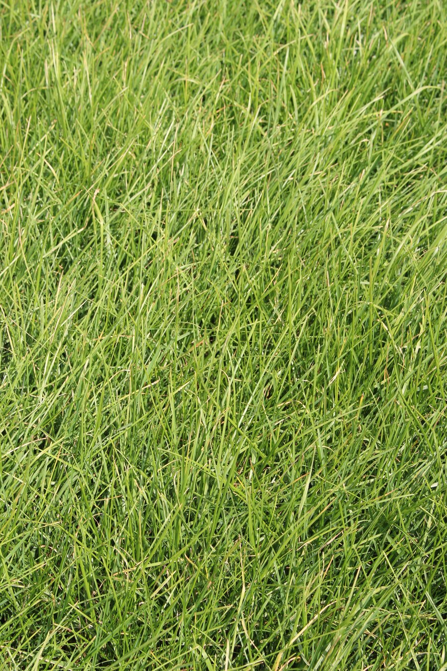Poa_pratensis_SELISTA.jpg