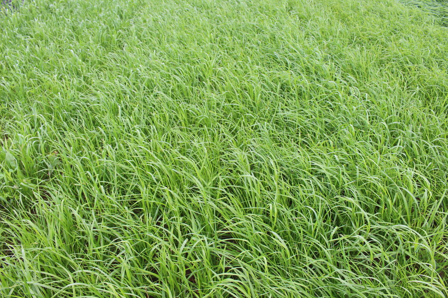 ProGreen_FU_2.JPG
