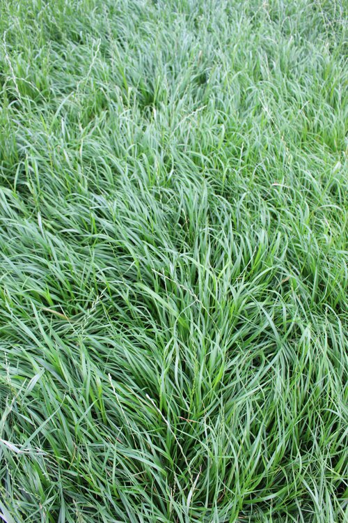 Lolium_multiflorum_ssp._italicum_MERVANA.jpg