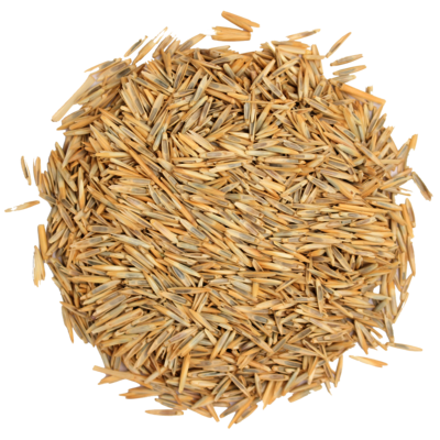 Riesen-Energiegras_Saatgut.png Riesen-Energiegras_Saatgut.png