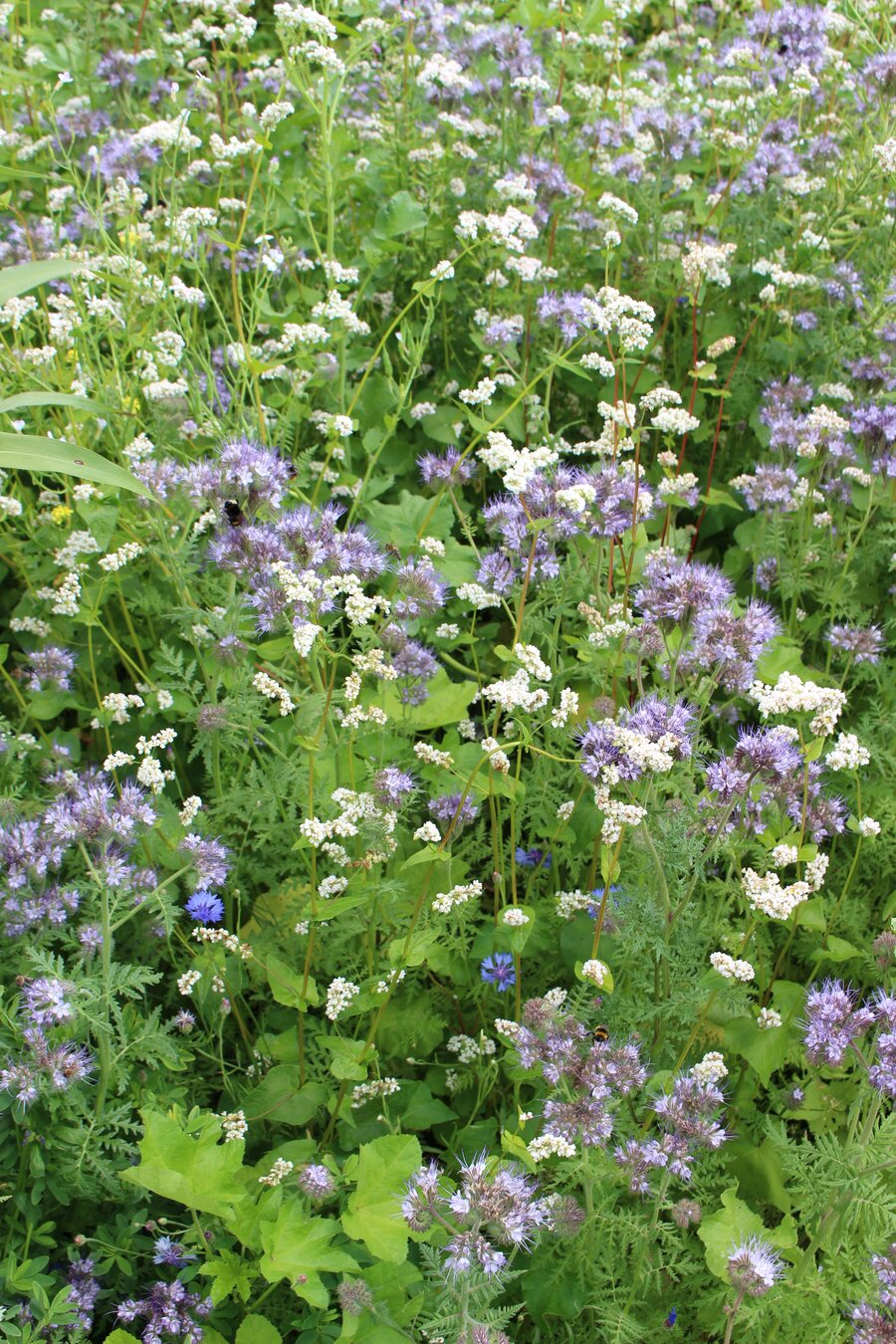 TERRA_GOLD_4_Bienenschmaus.jpg