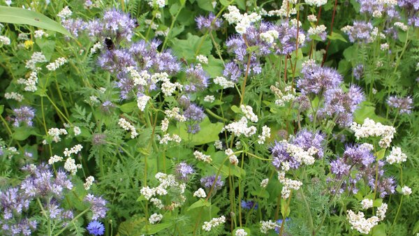TERRA_GOLD_4_Bienenschmaus.jpg