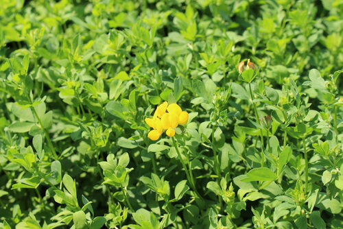 Lotus_corniculatus_MARIANNE.JPG
