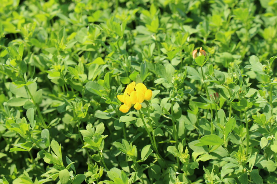 Lotus_corniculatus_MARIANNE.JPG