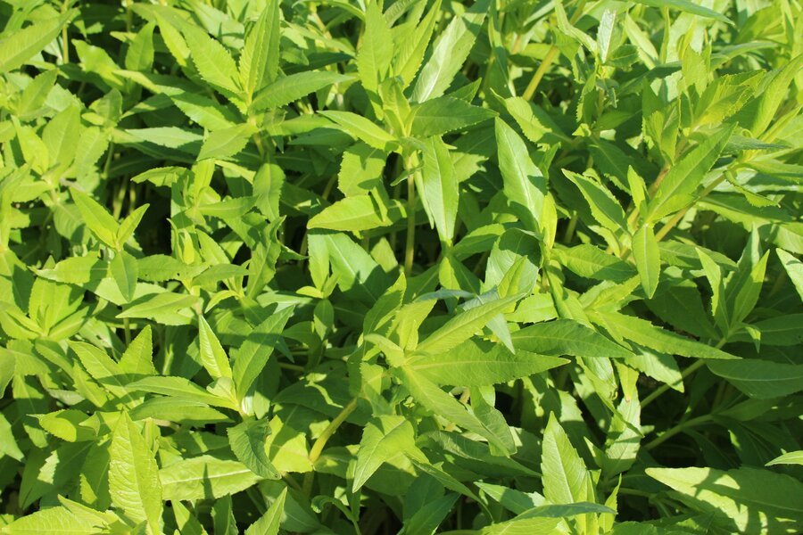 Guizotia_abyssinica.jpg