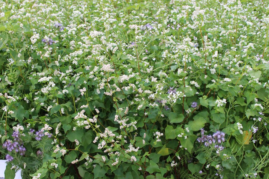 Brandenburger_Bienenweide.jpg