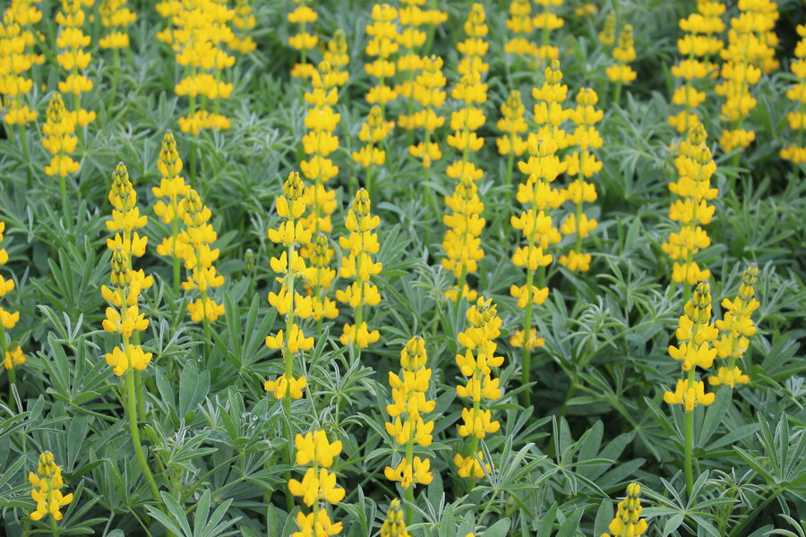 Lupinus_luteus.JPG