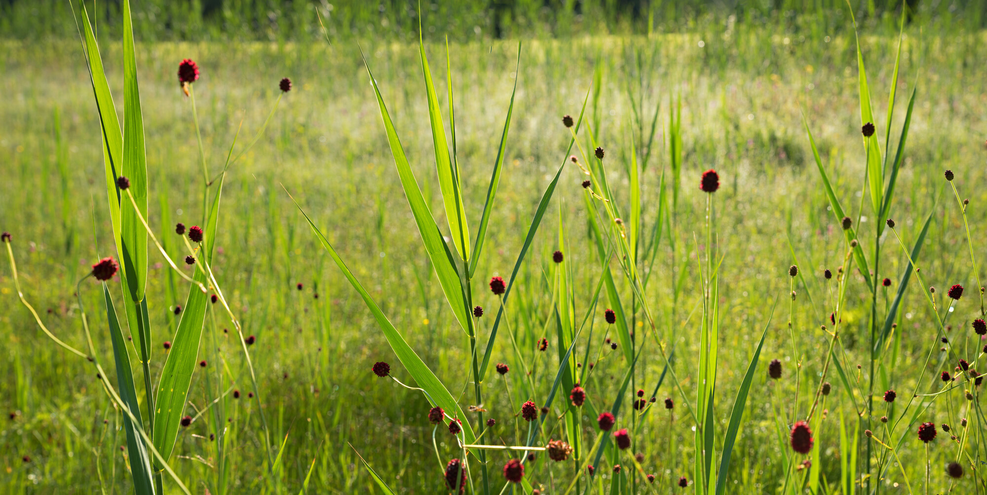 Grosser_Wiesenknopf_shutterstock_1655345485.jpg Grosser_Wiesenknopf_shutterstock_1655345485.jpg