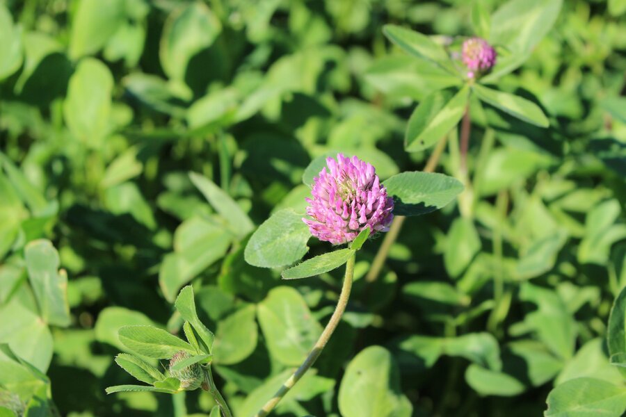 Trifolium_pratense_FREGATA.jpg
