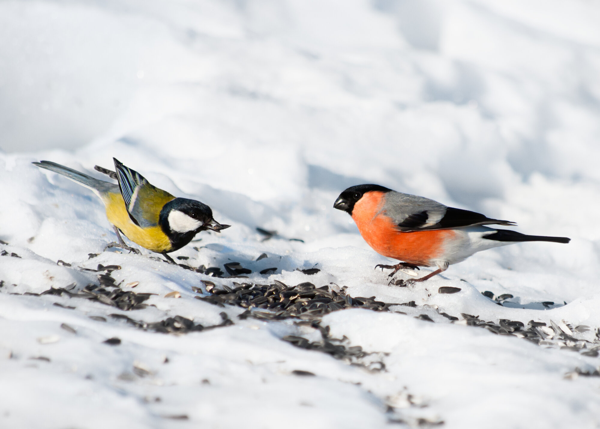Futterstelle_shutterstock_280769789.jpg Futterstelle_shutterstock_280769789.jpg