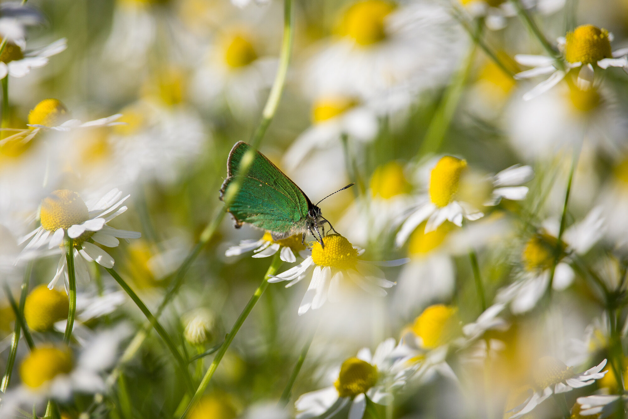 Gruener_Zipfelfalter_shutterstock_1175181739.jpg Gruener_Zipfelfalter_shutterstock_1175181739.jpg