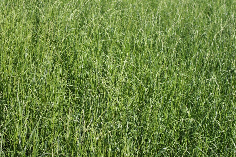 Lolium_multiflorum_ssp._westerwoldicum_LEMNOS.jpg
